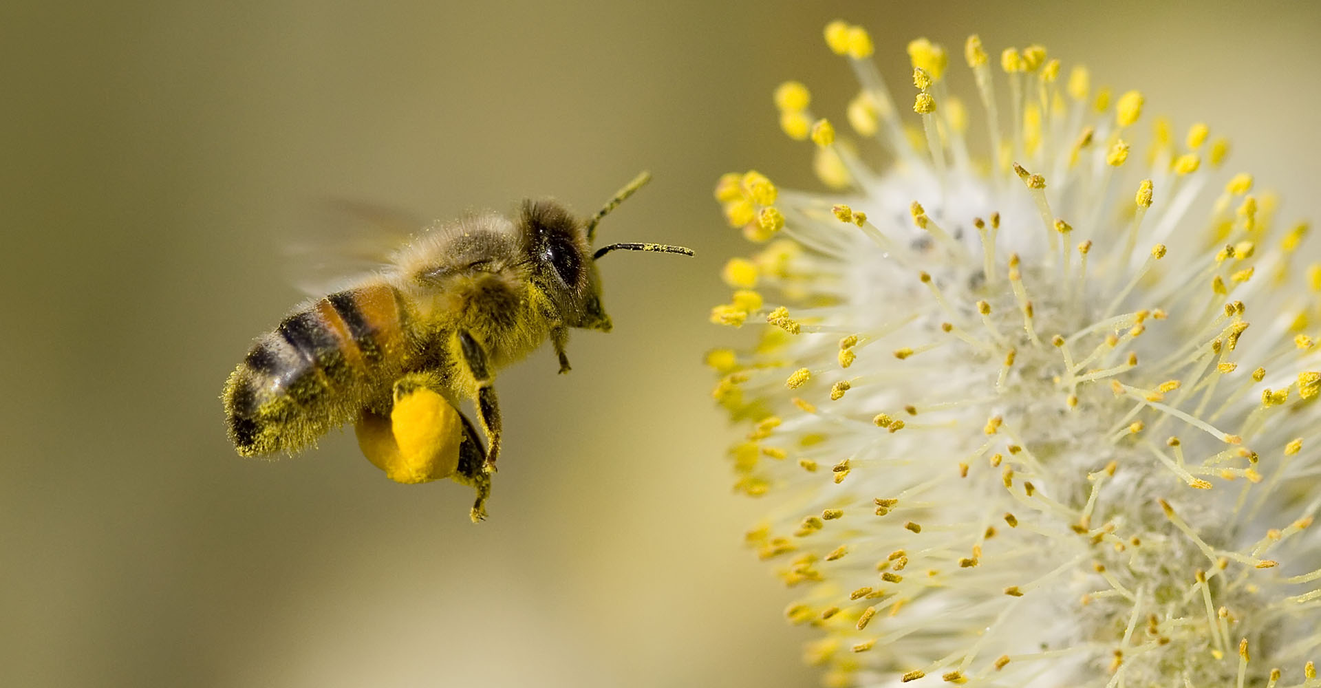 L'environnement